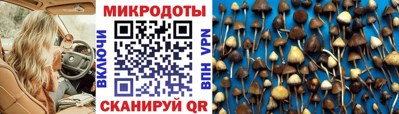 Псилоцибиновые грибы мицелий Почеп